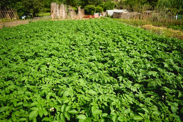 Campo verde de cultivos de papa en una fila.