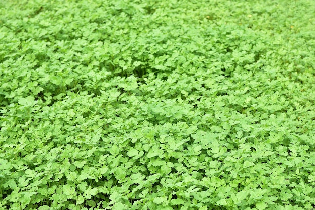 Campo verde da fazenda semeado com mostarda Verduras de primavera Culturas de inverno