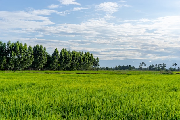 Foto campo verde de arroz com árvore e céu no campo