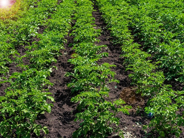 Campo verde de culturas de batata em uma fileira Cultivo orgânico no jardim