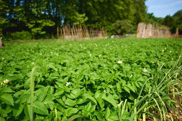 Campo verde de culturas de batata em uma fileira.