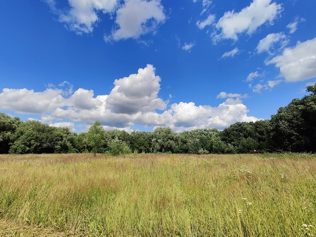 Campo verde de grama e céu. nuvens brancas, paisagem de prado no verão