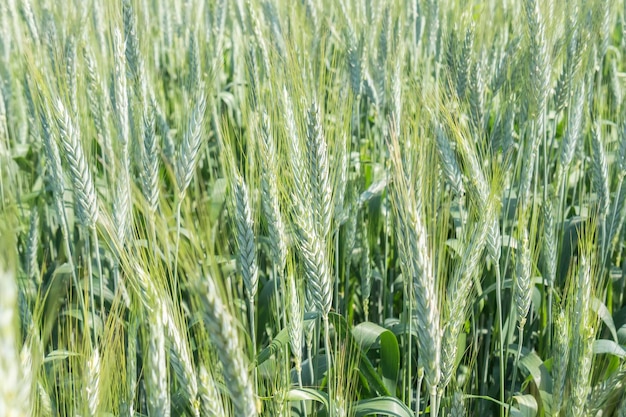 Campo verde de orelhas de trigo verdes