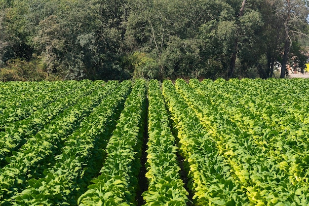 Campo verde de plantas de tabaco com árvores densas ao fundo