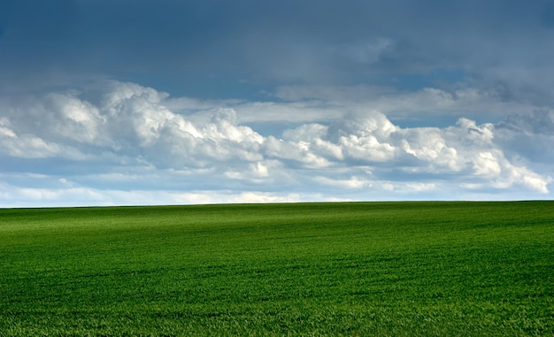 Campo verde de trigo de inverno no início da primavera com lindo céu