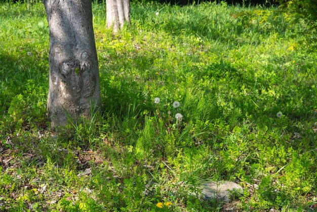 Campo verde dente-de-leão branco e árvores em uma floresta de verão