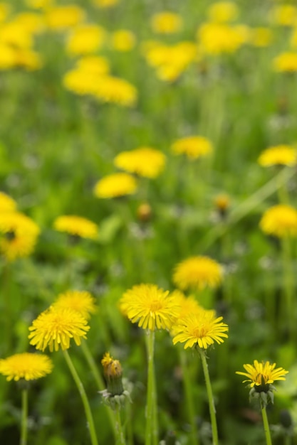 Campo verde con dientes de león amarillo.