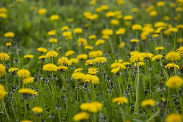 Campo verde con dientes de león amarillo.