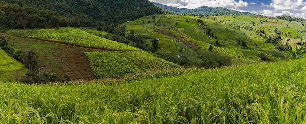 Campo verde do arroz, arroz do Bong Piang do Pa, Mae Chaem, Chiang Mai, Tailândia.