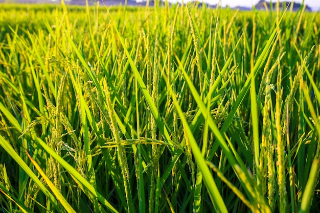 Campo verde do arroz com céu azul, fundo natural.