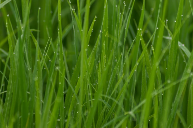Campo verde do arroz com o orvalho verde da manhã que espera para ser colhido.