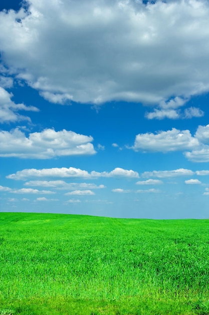 Campo verde do céu azul da beleza