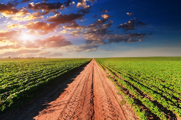 Foto campo verde e belo pôr do sol