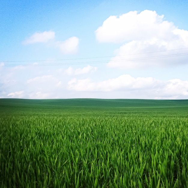 Campo verde e céu azul com nuvens lindo prado como a natureza e o pano de fundo ambiental