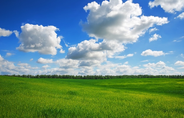 Campo verde e céu azul. Lindo campo verde com céu azul.