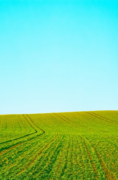 Campo verde e céu azul lindo prado como natureza e pano de fundo ambiental