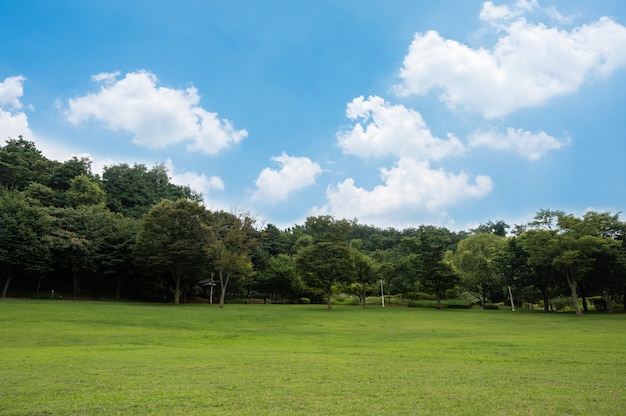 Campo verde e céu azul.