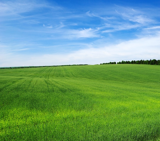 Campo verde e céu azul