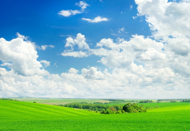 Campo verde e céu azul