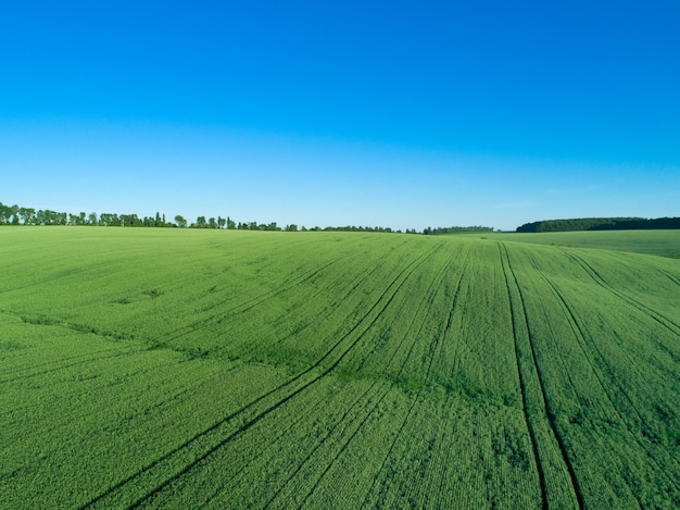 Campo verde e céu azul