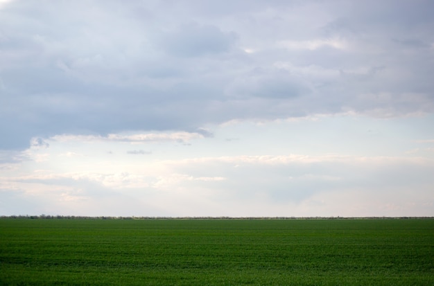 Campo verde e céu cinza com nuvens na Ucrânia