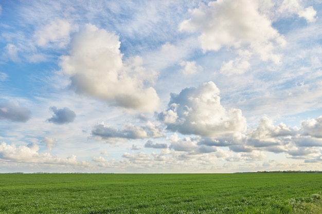 Campo verde e lindo céu nublado como pano de fundo