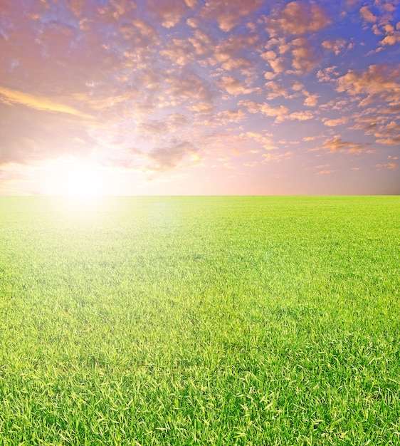 Foto campo verde em um fundo de céu azul