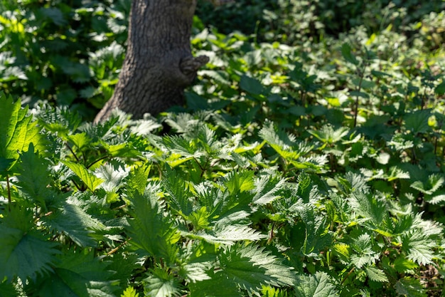 Un campo verde exuberante con un árbol en el fondo