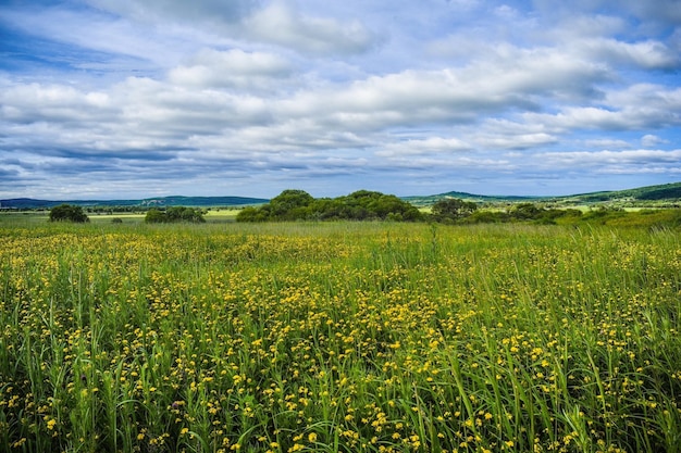 Campo verde con flores amarillas en un día de verano