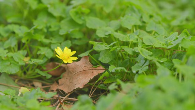 Campo verde con flores de color amarillo de primavera