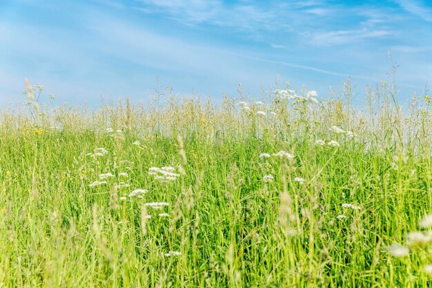 Campo verde con flores silvestres contra un cielo azul en un día soleado Libertad y hermosa naturaleza Espacio para texto