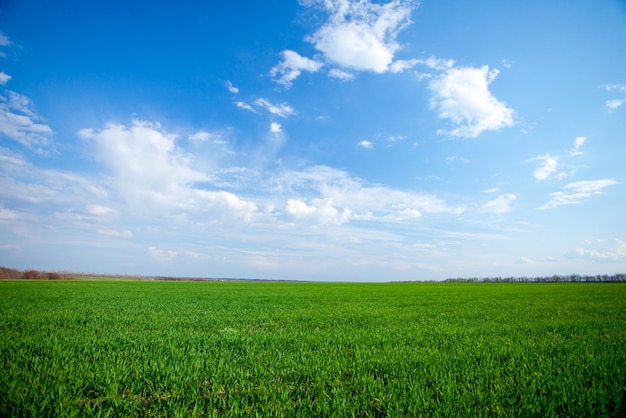 Campo verde fresco y cielo azul con nubes