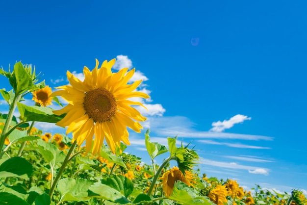 Campo verde con girasoles amarillos bajo un cielo azul con nubes