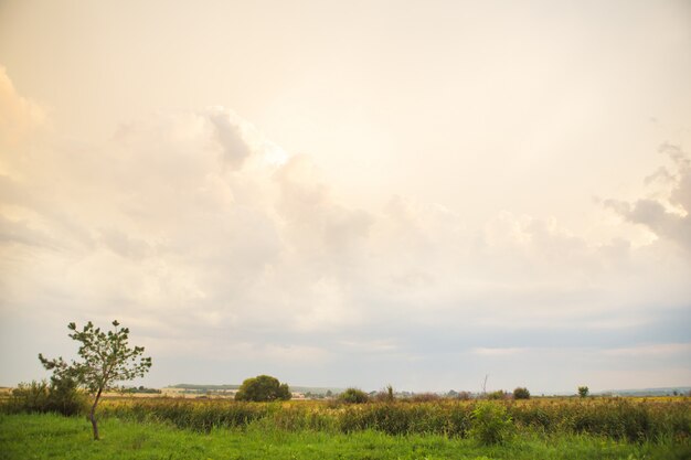 Campo verde y grandes nubes blancas, atardecer de verano