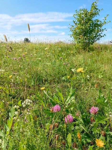 Foto campo verde hermosas plantas en flor hierbas brillante día soleado