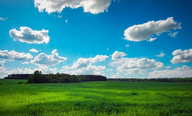 Campo verde y hermoso cielo azul nublado con nubes ligeras Paisaje agrícola Foto amplia