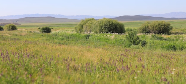 campo verde con hierba alta y cielo azul