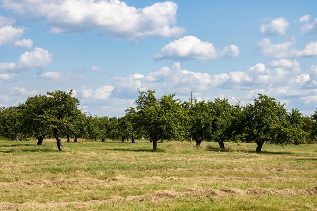 Campo verde y huerto de manzanas bajo el cielo azul