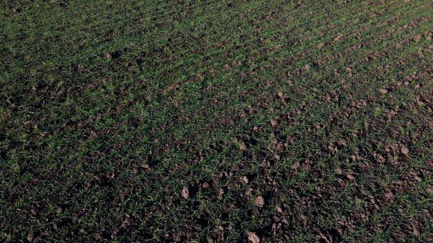 Campo verde jovens pequenos brotos verdes de culturas de cereais e em dia ensolarado