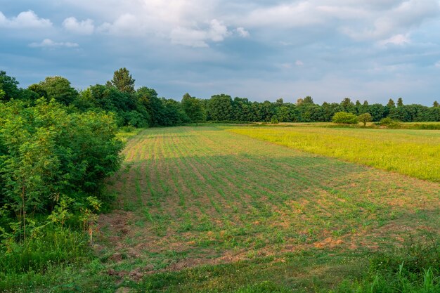 Campo verde con maíz tierno al atardecer.