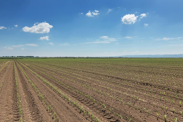 Campo verde con maíz tierno. Campo de maíz verde de las filas.