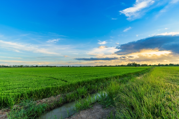 Campo verde maizal o maíz en la cosecha agrícola del país de Asia con el cielo del atardecer