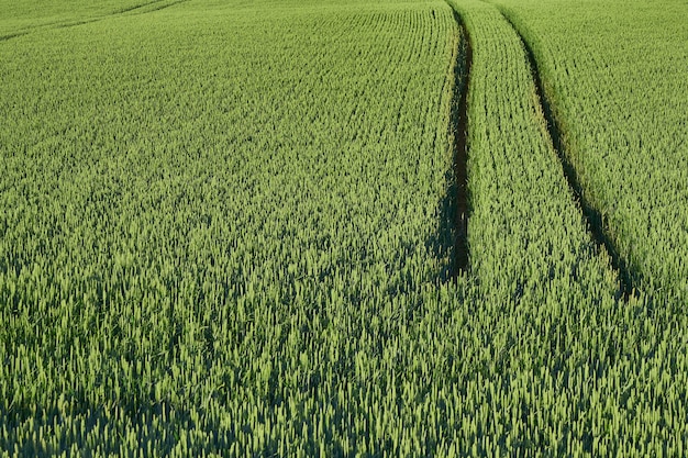 Campo verde mojado con una carretera