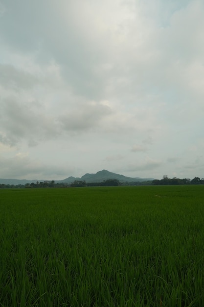 Un campo verde con una montaña al fondo.