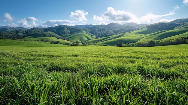 Un campo verde con montañas