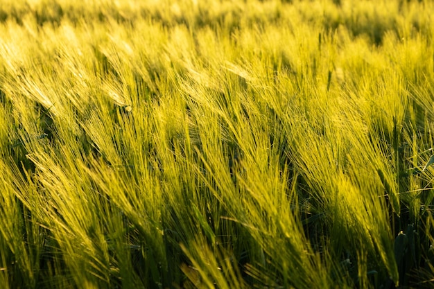 Campo verde na área rural Paisagem de campos agrícolas de cereais