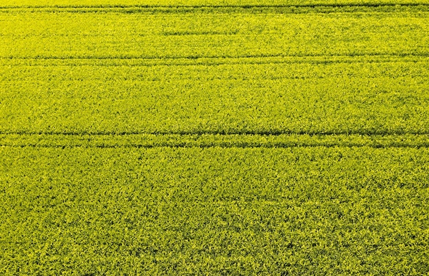 Campo verde na área rural Paisagem de campos agrícolas de cereais