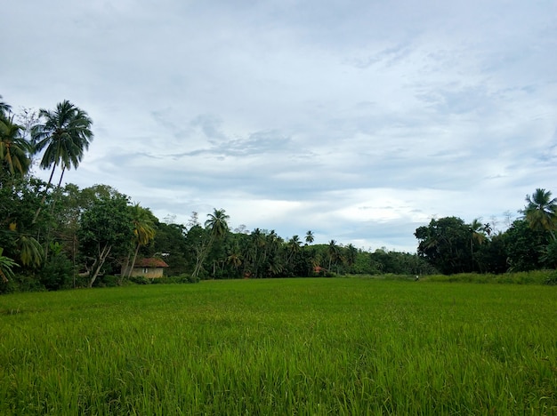 Campo verde na selva do sri lanka