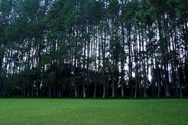 Campo verde no fundo da floresta de pinheiros