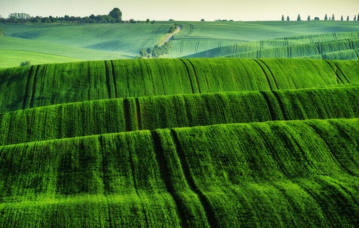 Foto campo verde. paisagem de primavera